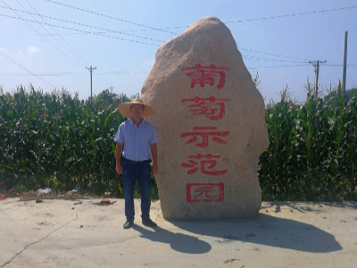 米乐yy易游体育:潍坊昌邑：葡萄缀满园 甜透增收路
